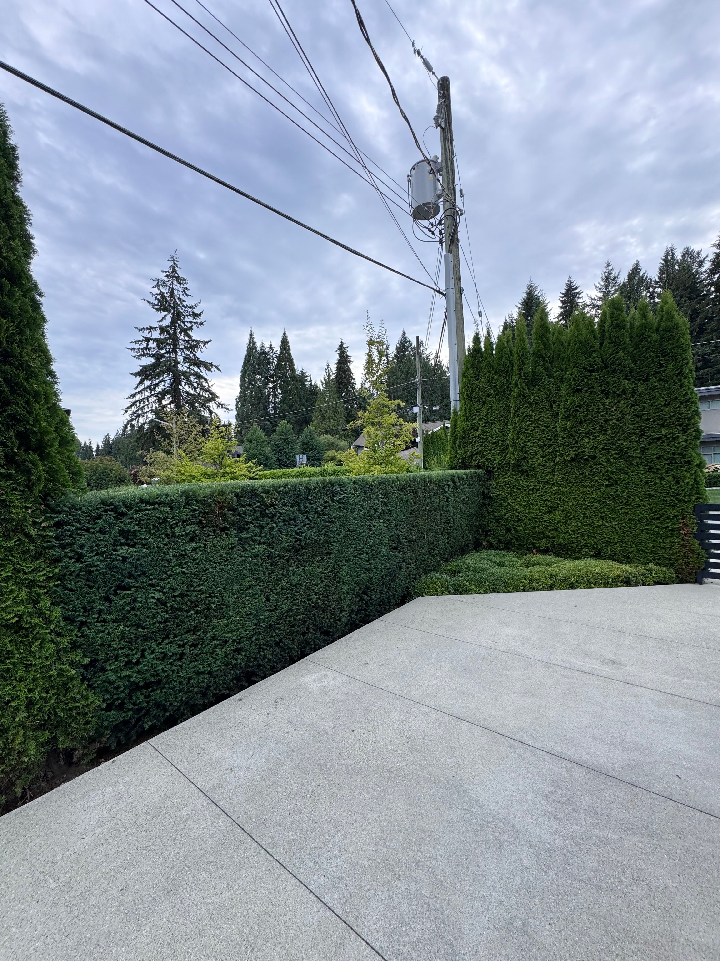 Fresh Cut Hedge